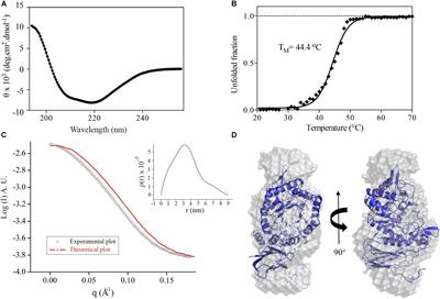 Exploring the Molecular Basis for Substrate Affinity and Structural Stability in Bacterial GH39 β-Xylosidases